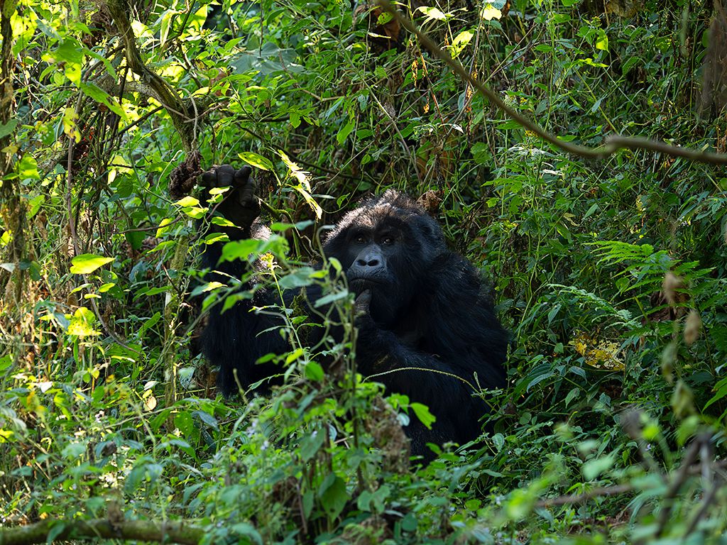 Miradas cautas de inicio