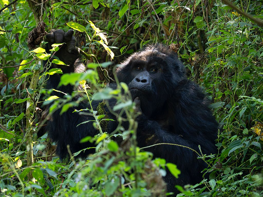 Miradas cautas de inicio