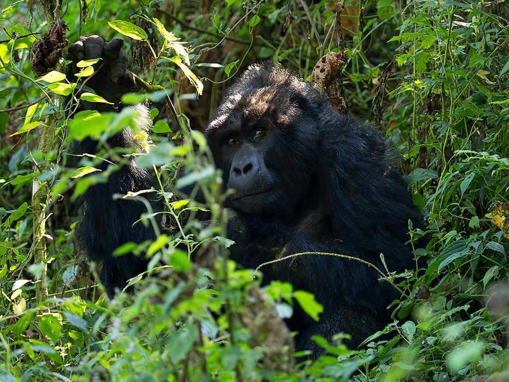 Miradas cautas de inicio