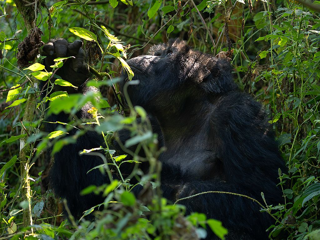 Miradas cautas de inicio