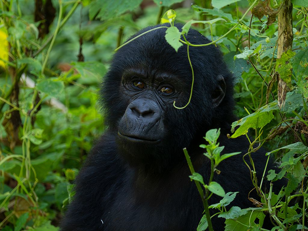 Pero sintiendo curiosidad