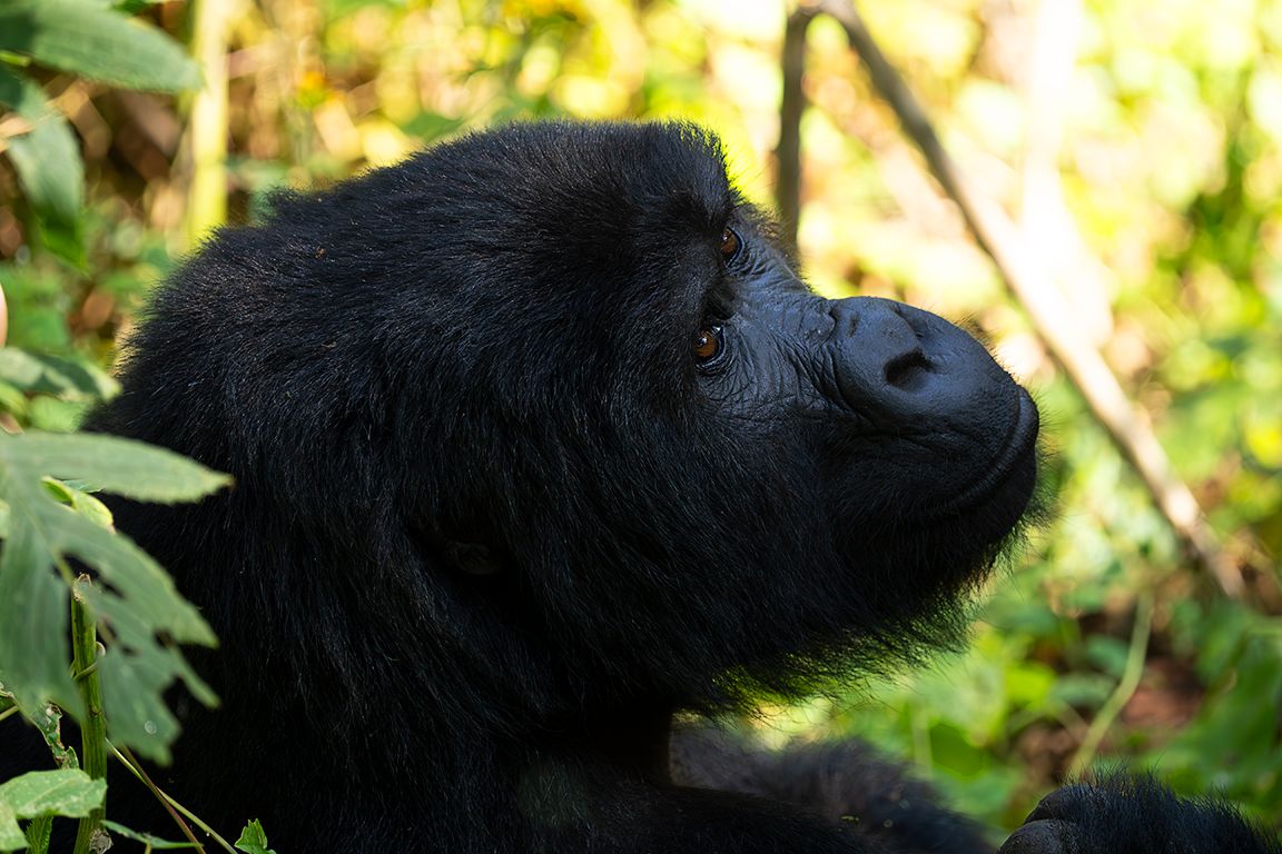 Una hembra está cerca