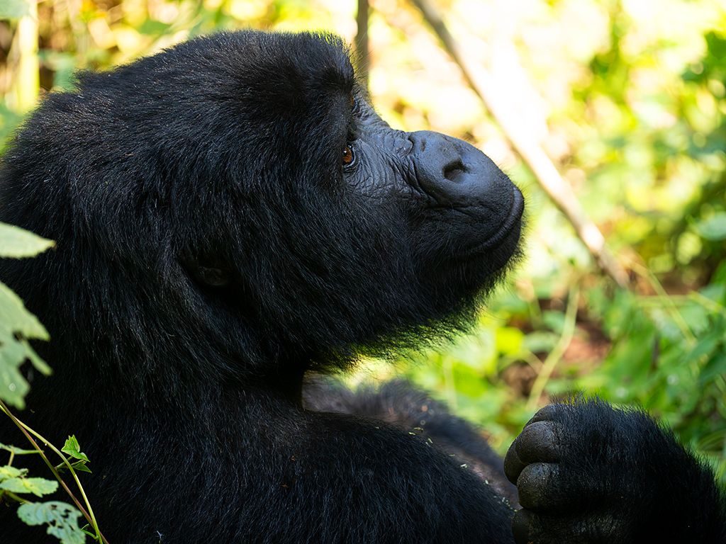 Una hembra está cerca