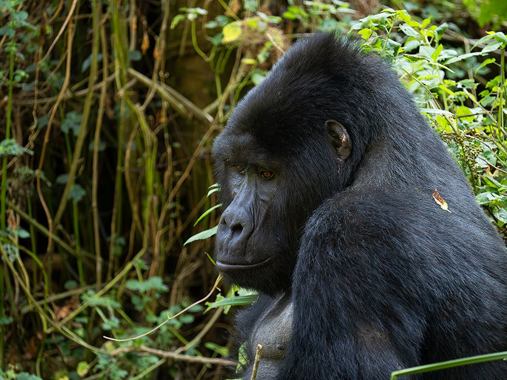 Con ese abultamiento característico en la cabeza