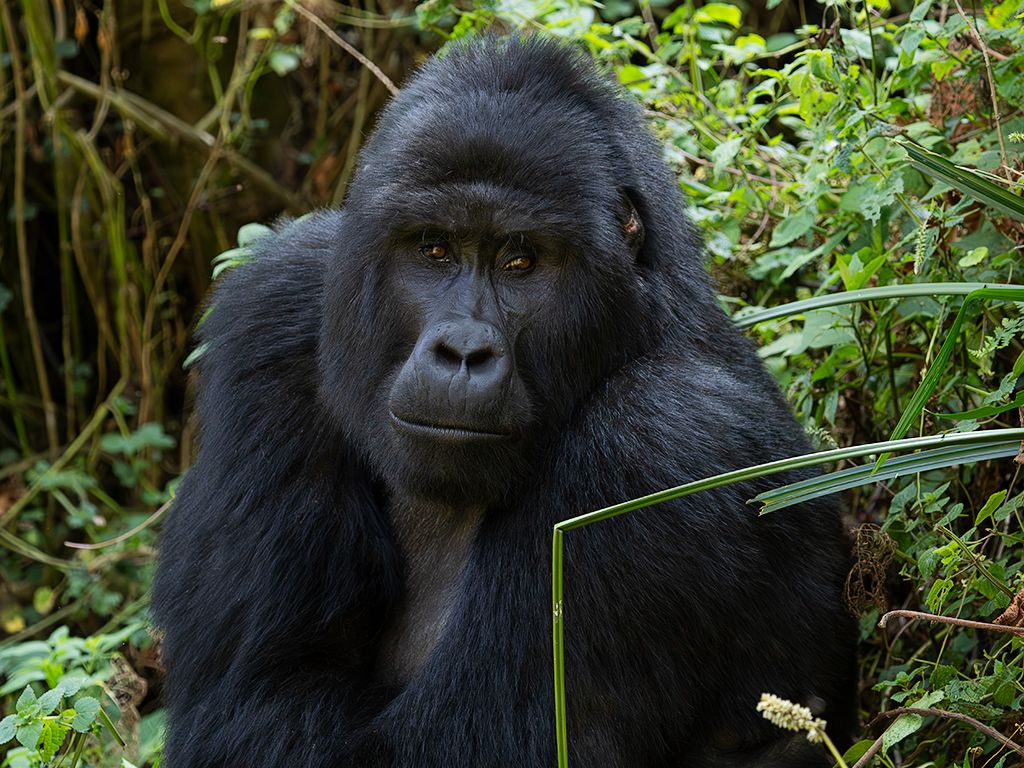 Nos conmueve ese cruce de miradas