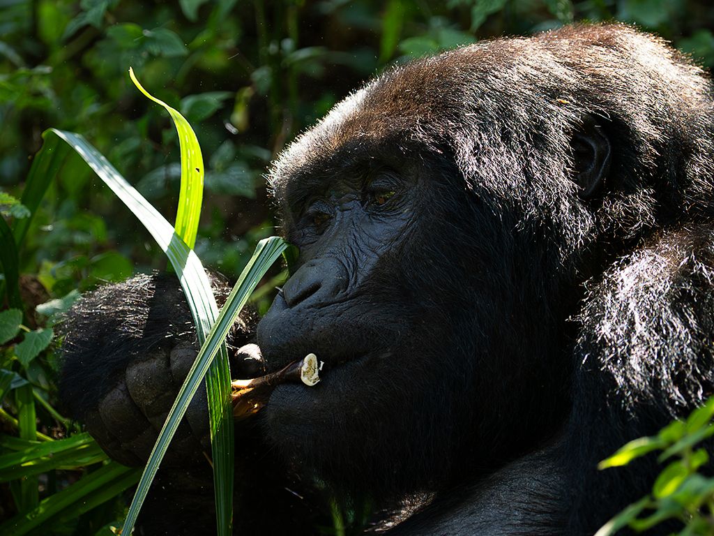 Todos se alimentan tranquilos