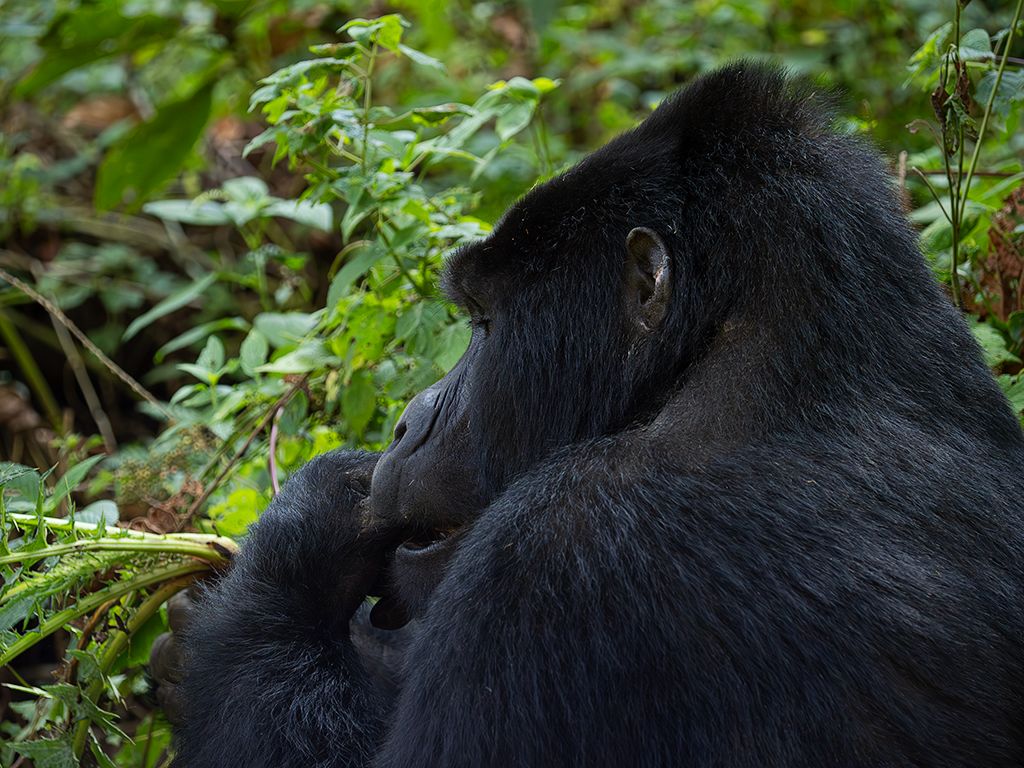 El grupo está tranquilo