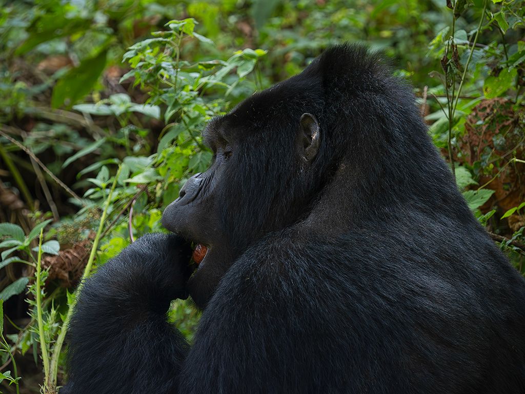 Pero no están inquietos