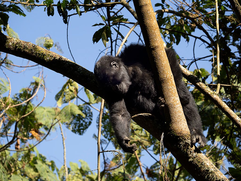 Indolencia adolescente