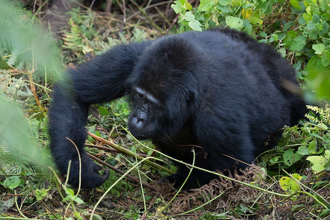 En el suelo el grupo se mueve