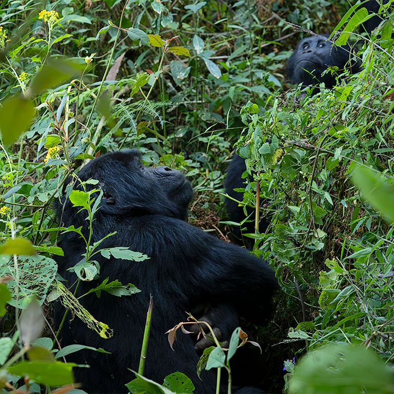 La vegetación es tupida