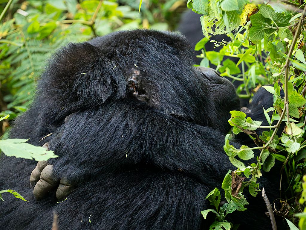 Momentos de atender su pelaje