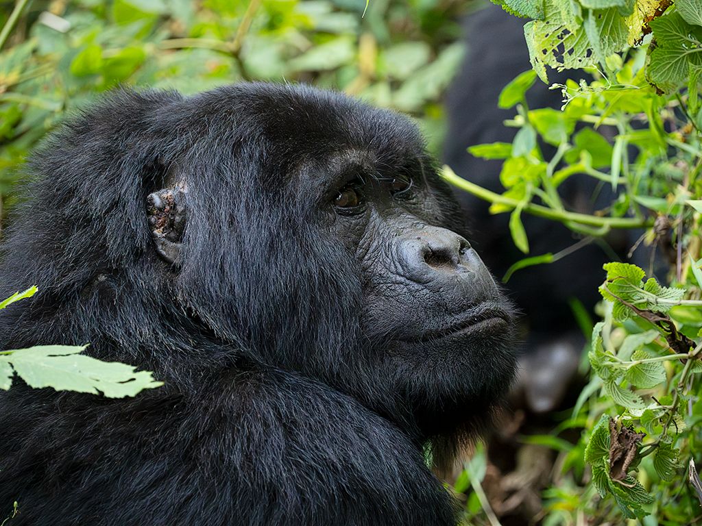 Buscamos sus rostros entre la vegetación