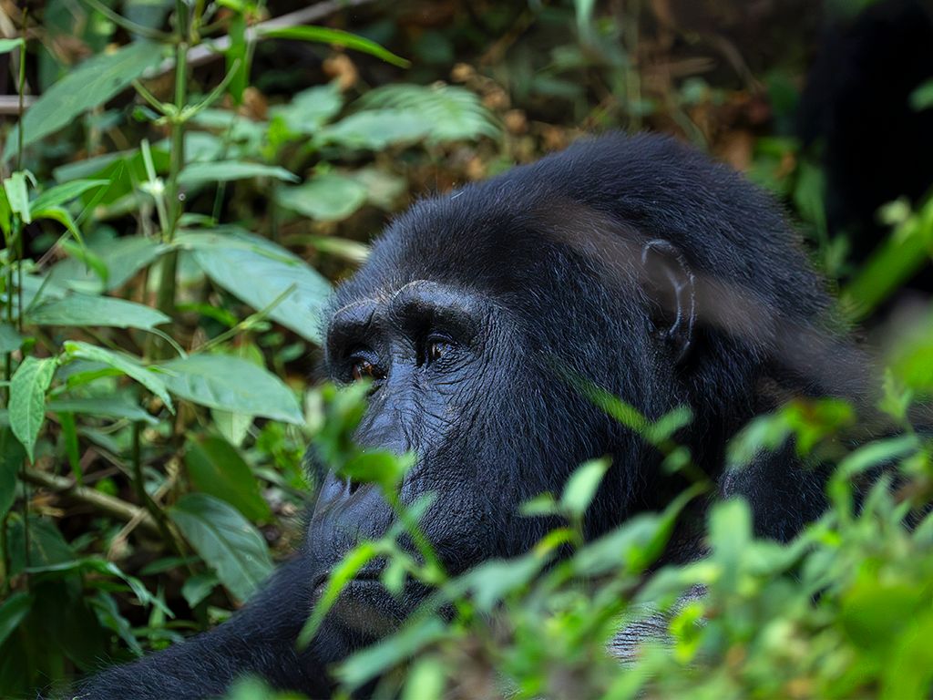 Buscamos sus rostros entre la vegetación