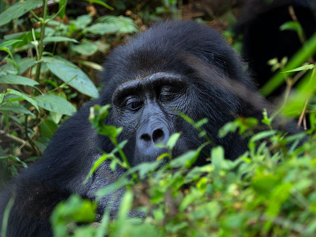 Buscamos sus rostros entre la vegetación