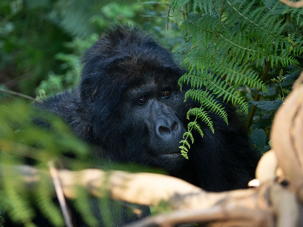Buscamos sus rostros entre la vegetación