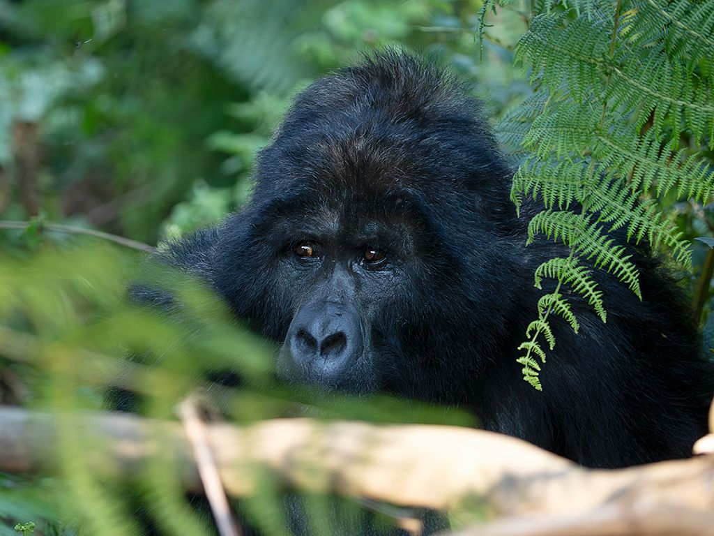 Buscamos sus rostros entre la vegetación