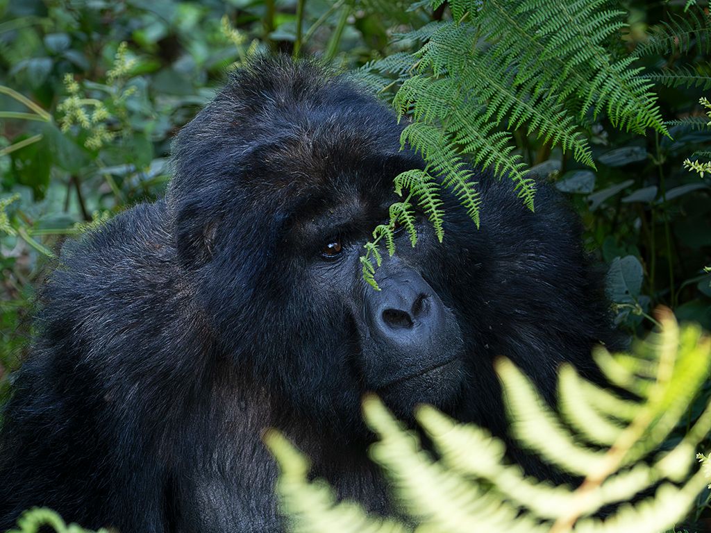 Buscamos sus rostros entre la vegetación