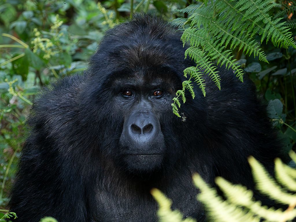 Buscamos sus rostros entre la vegetación