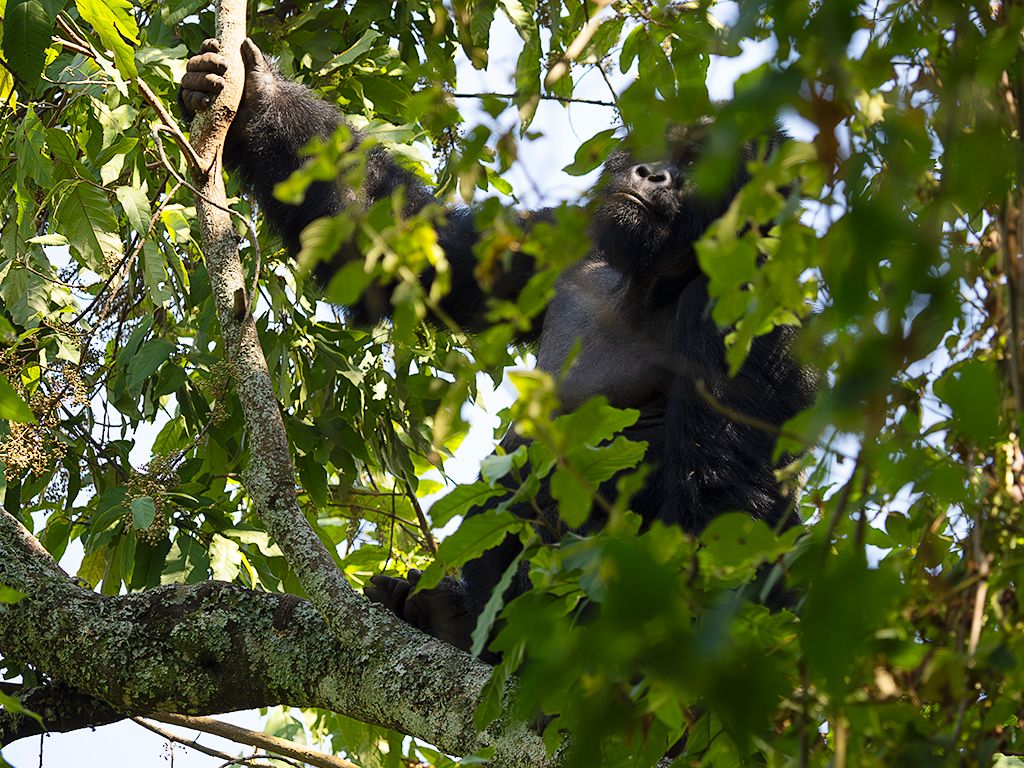 Un macho sube a un árbol