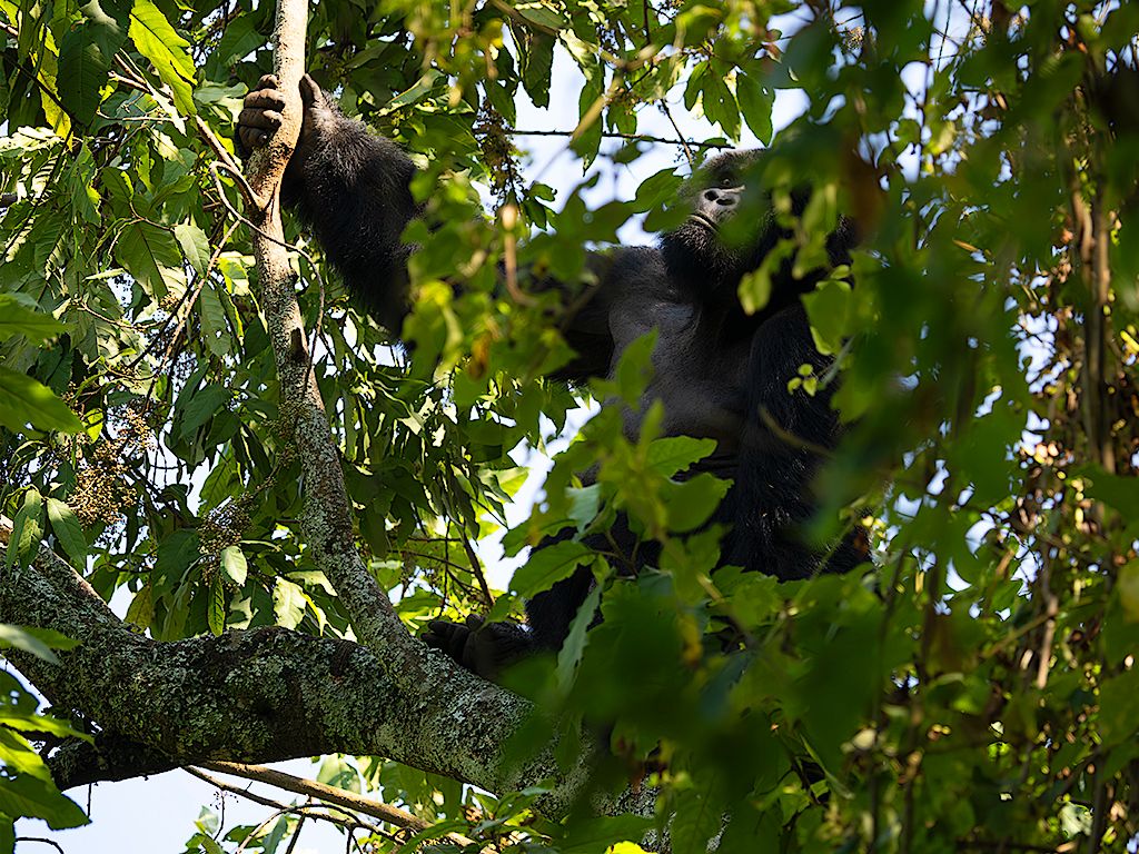 Un macho sube a un árbol