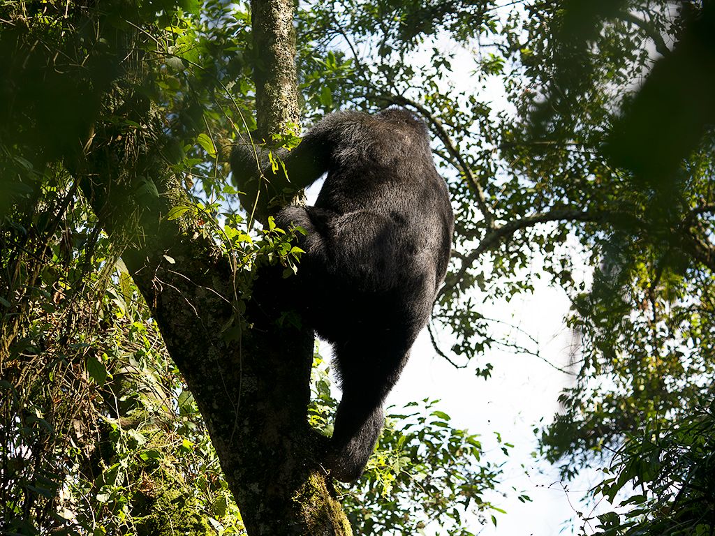 Sus movimientos son pesados
