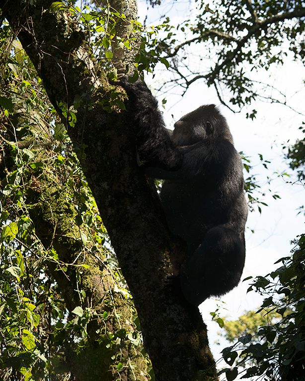Sus movimientos son pesados