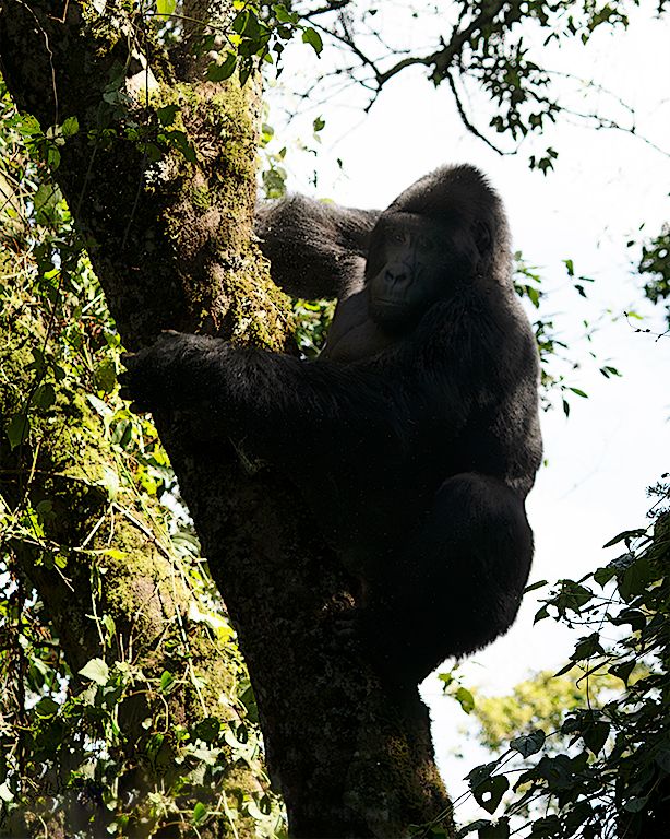 Sus movimientos son pesados