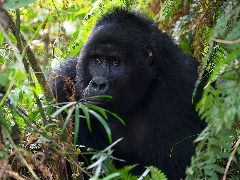 Mientras en el suelo
