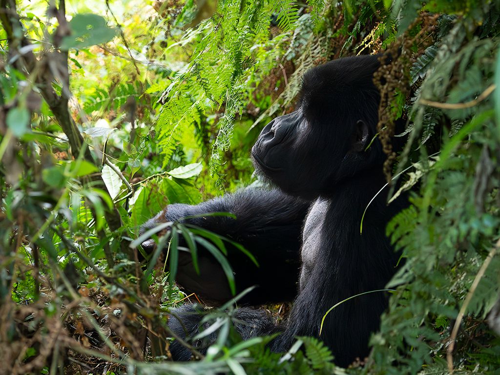Un macho decide descansar