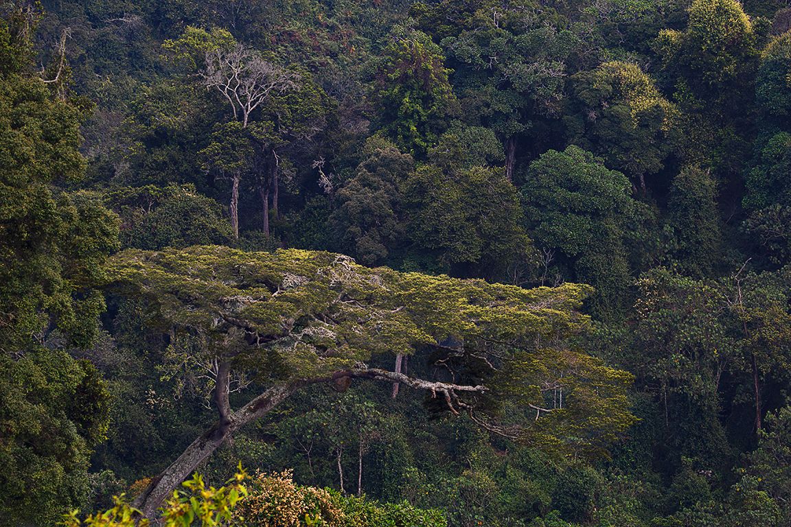 Y disfrutar del espectáculo de esta selva impenetrable