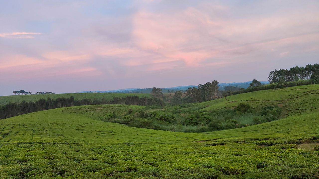 Llegando a Kibale, plantaciones de té