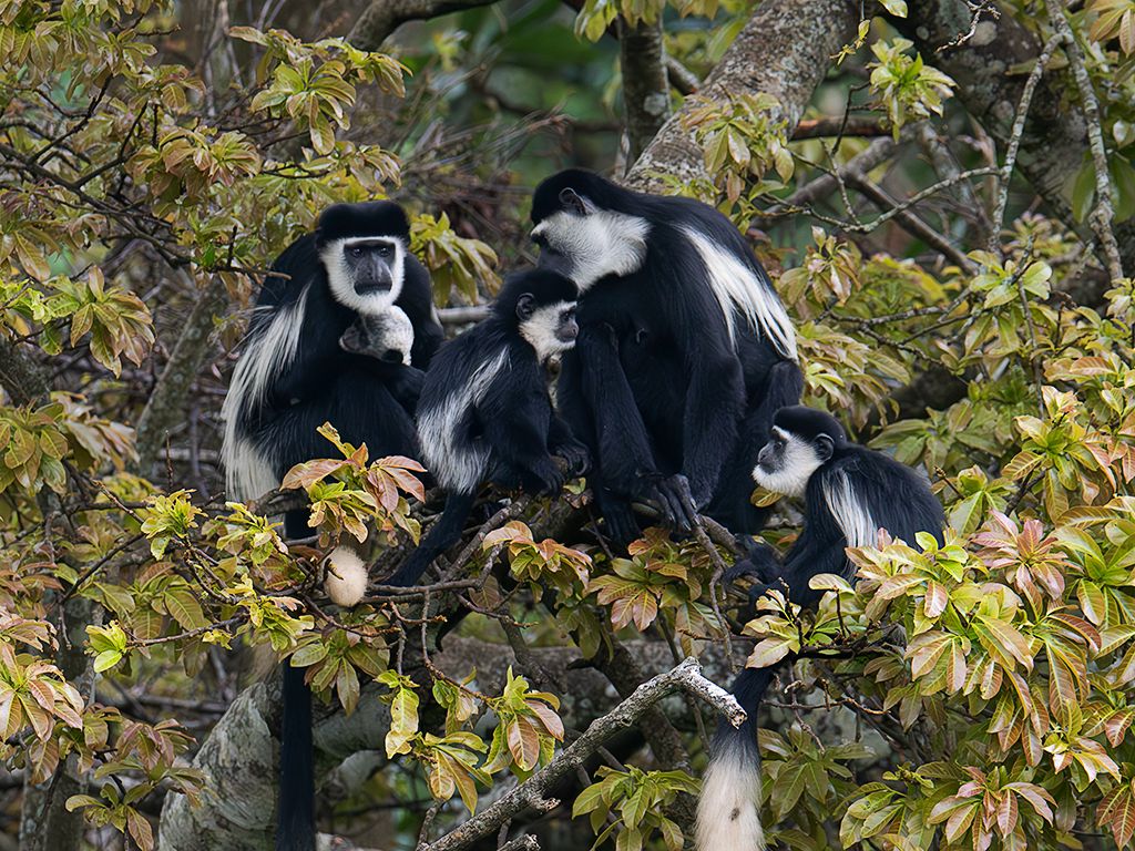 Colobos blanquinegros