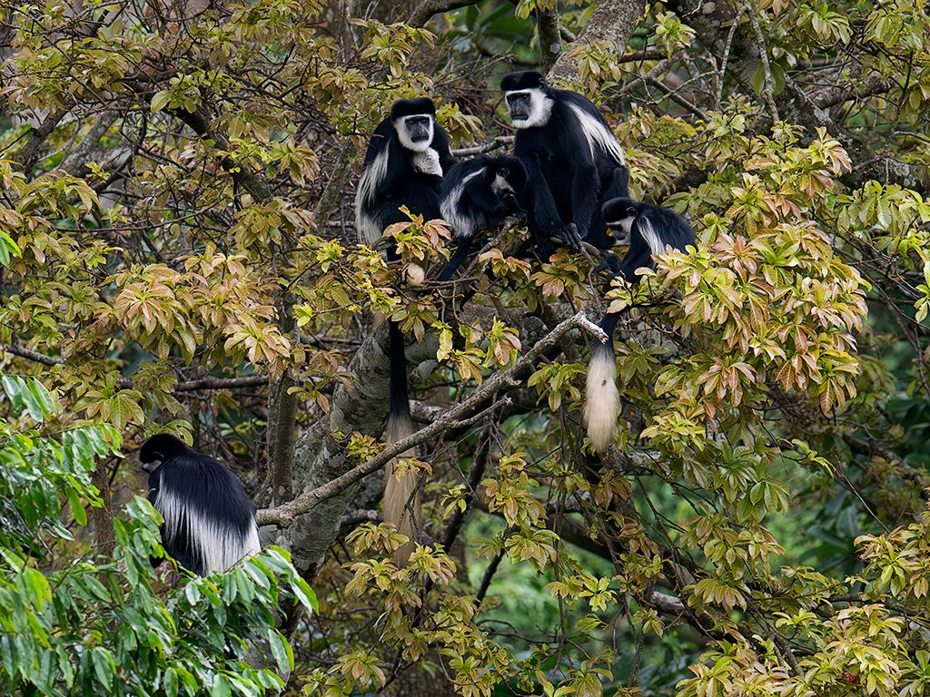 Colobos blanquinegros