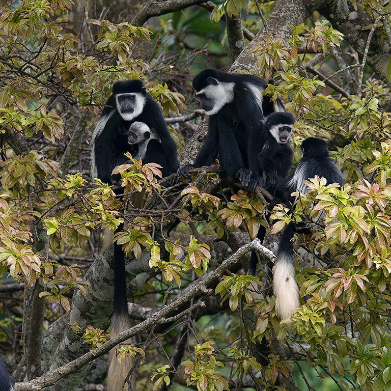 Colobos blanquinegros