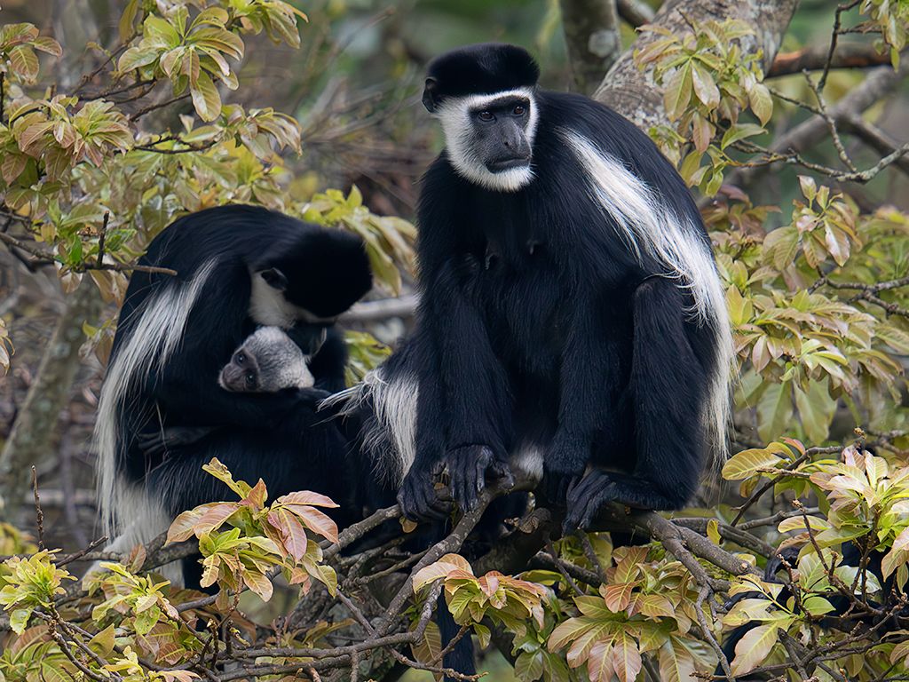 Colobos blanquinegros