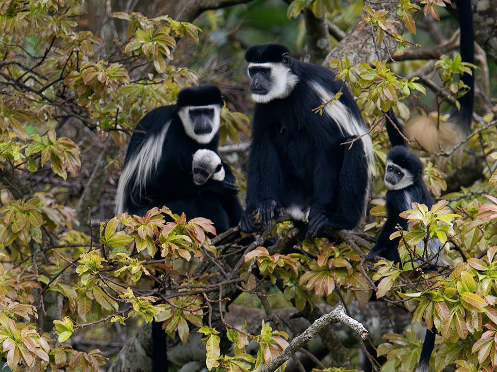 Colobos blanquinegros
