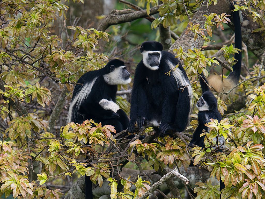 Colobos blanquinegros