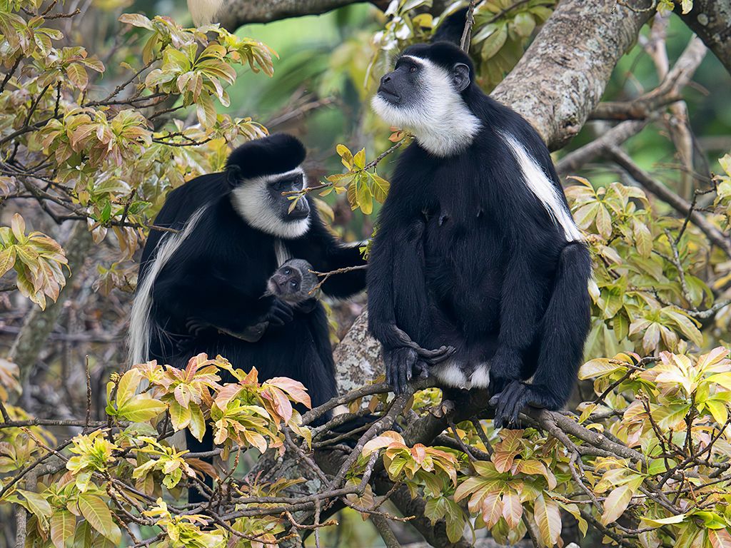 Colobos blanquinegros