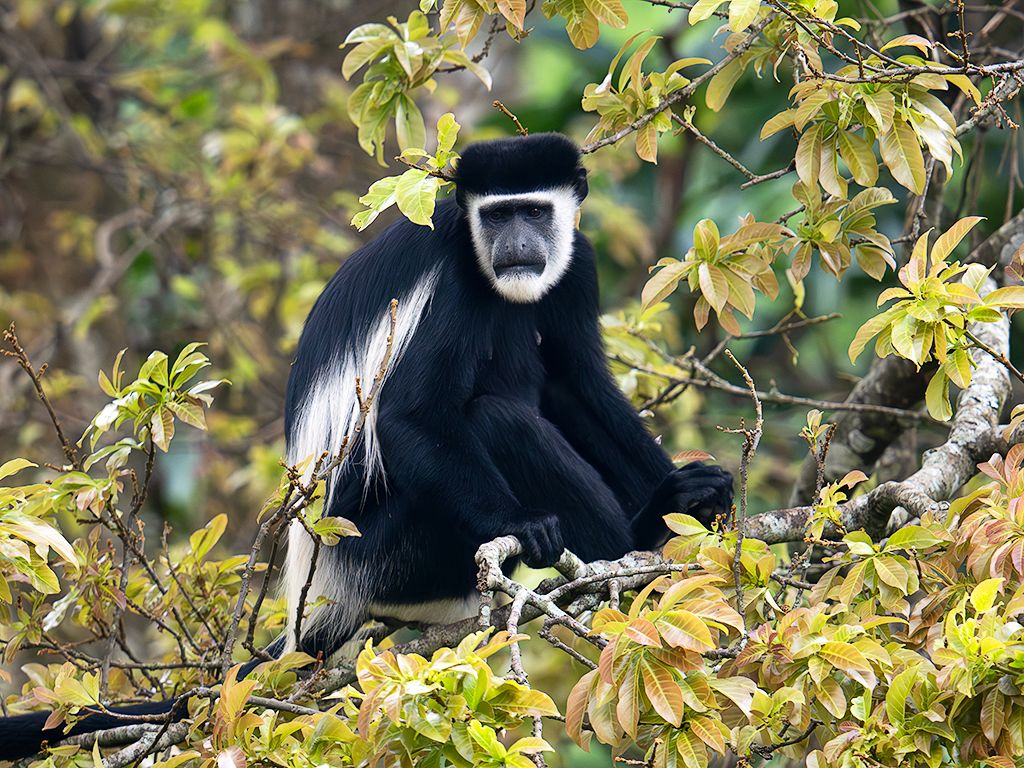 Colobos blanquinegros