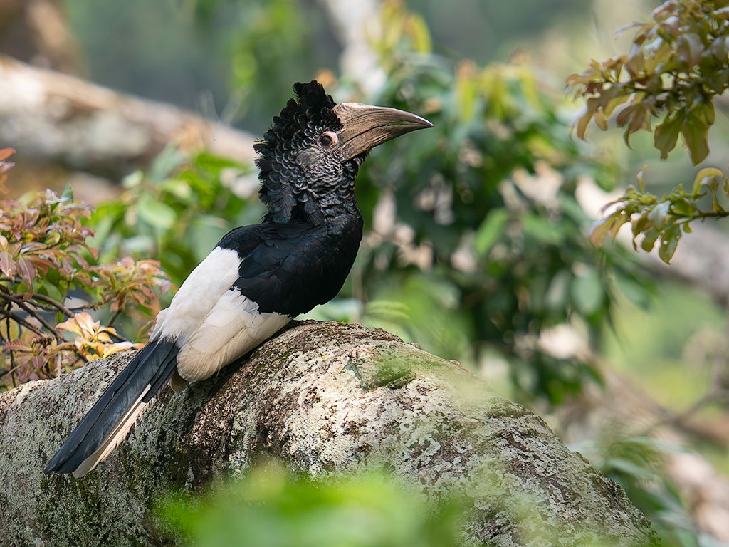 Cálao de dorso blanco