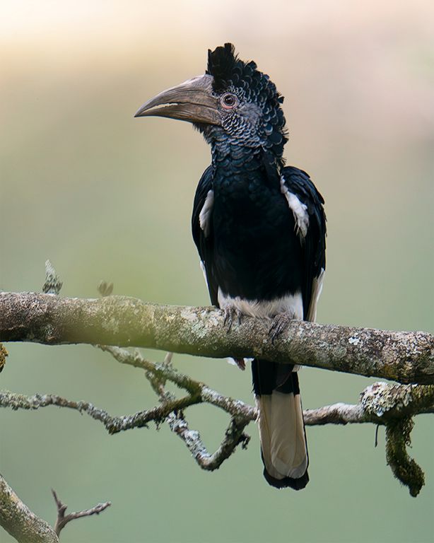 Cálao de dorso blanco