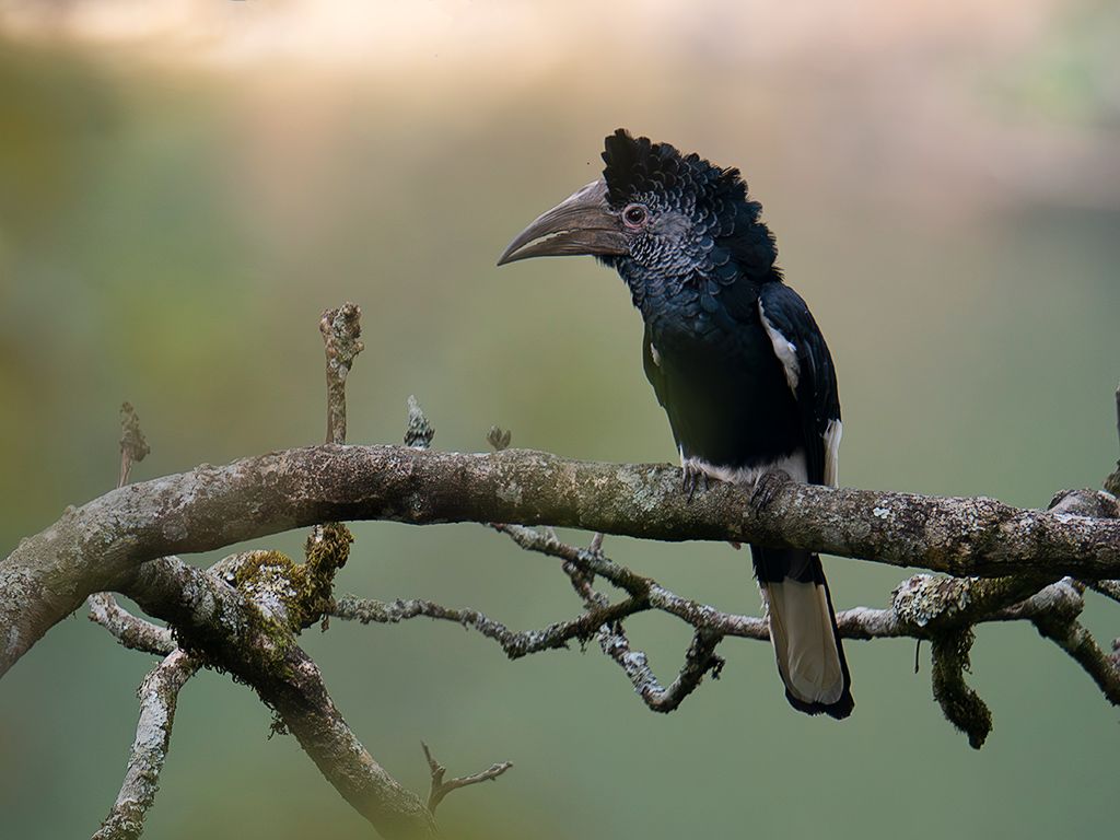 Cálao de dorso blanco