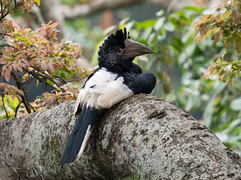 Cálao de dorso blanco
