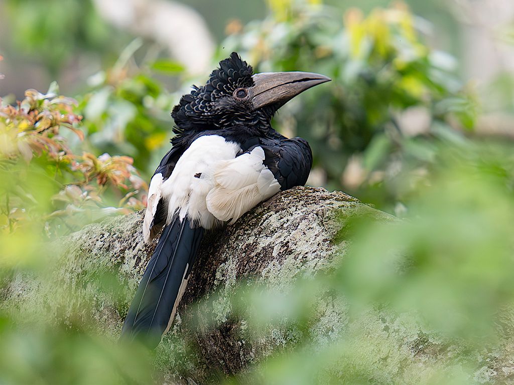 Cálao de dorso blanco