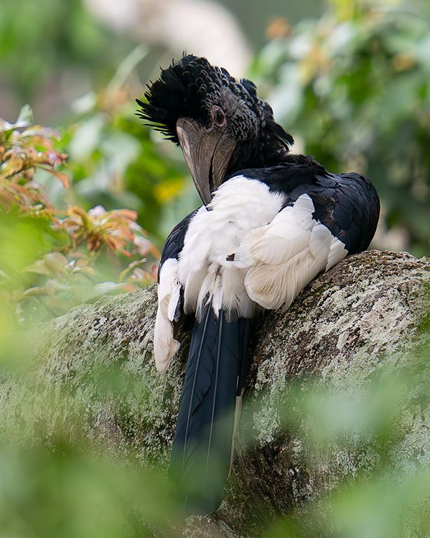Cálao de dorso blanco