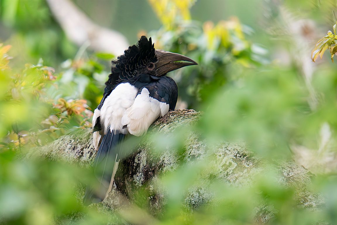 Cálao de dorso blanco