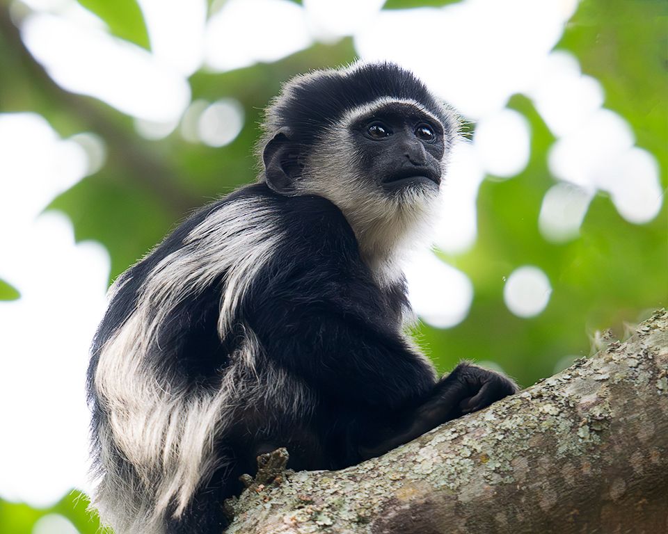 Colobo blanquinegro
