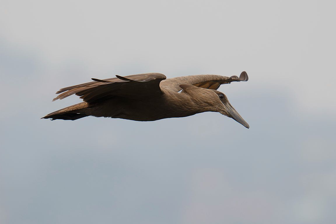 Ave cabeza de martillo