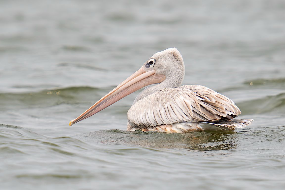 Pelícano